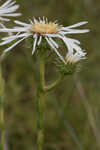 Thistleleaf aster